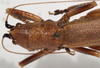 CollectionObject 1498547; 2847d3c6-b823-4a1d-826e-5efa7ee72d64: female pronotum, dorsal view. (CollectionObject).