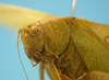 CollectionObject 1542775; b5a386ab-27ac-4ca7-8af7-6ff51d17c70f: male, head and pronotum lateral view (holotype of Phylloptera erosifolia). (CollectionObject).