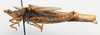 CollectionObject 1501036; 5806565b-146b-4660-8203-9dcfc37b05fc, DORSA BAdescerT01: male, lateral view (holotype). (CollectionObject).