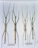 CollectionObject 1557332; 615fb29a-11c6-4737-af7f-9c4f403275f3: copyright MNHN, Paris. female (holotype), male and female (paratypes). (CollectionObject).