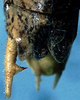 Pediodectes nigromarginatus griseis (Caudell, 1907): male left cercus (syntype). (Otu).