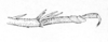 Ceuthophilus (Ceuthophilus) arizonensis Scudder, 1894: Fig. 218. male, end of caudal tibia and tarsus. (Otu).