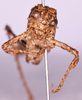 CollectionObject 1544718; e630d835-64e4-4c13-8dae-ff9c7c3ce67e: male, frons (holotype). (CollectionObject).