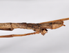 CollectionObject 1562360; 463f0e28-4293-438a-9c9f-c906cc637a38: copyright ZMHB, Berlin. female: end of abdomen, lateral view of synonym Xeropsis sicca (syntype). (CollectionObject).;CollectionObject 1562361; 41094e48-deb4-4549-bb32-9bfe1b7785cf: copyright ZMHB, Berlin. female: end of abdomen, lateral view of synonym Xeropsis sicca (syntype). (CollectionObject).