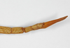CollectionObject 1558904; 9c70b5fc-dea5-48a6-8475-c1253c11dde2: copyright Leiden. female: end of abdomen, dorsal view (holotype). (CollectionObject).