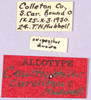 CollectionObject 1499641; 803ff56f-2f01-4ebd-839c-49e319c7fba5: labels (allotype). (CollectionObject).