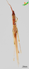 CollectionObject 2273001; 18094257-ca7a-4177-8444-bc9707923d41, Unioeste Cascavel K-1255: Female, dorsal view. (CollectionObject).