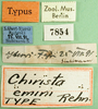 CollectionObject 1501341; e8f73a78-2f9e-4e7d-897b-ca6b029b838b, MfN 7854: labels (holotype of Gymnobothrus emini). (CollectionObject).