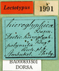 CollectionObject 1501059; 77c62310-9b44-4fda-9b98-96b1cc93cd4e: labels (lectotype). (CollectionObject).