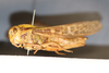 CollectionObject 1594381; 389f0a20-894d-4c88-acc9-21f576cd592e: female, lateral view (paratype). (CollectionObject).