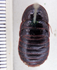 Bantua robusta (Shelford, 1908): Photo by Heidi Hopkins. ANSP:Bantua armigera. (Otu).