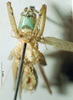 CollectionObject 1537780; f8ab8437-c8af-49be-99a8-30b0979d51e9: male frons. (CollectionObject).