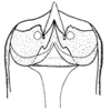 Spathalium liebermanni Ronderos, 1972: Fig. 38. female subgenital plate. (Otu).