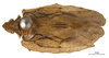 Habitus, dorsal view on Atracodes indutus (Melichar, 1902): (Observation).