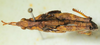 CollectionObject 1498705; c17090d7-5ef8-4672-a32b-f6e027c7f5c6: male, dorsal view. (CollectionObject).