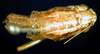 CollectionObject 1500246; 30a5c4f1-34e8-4bae-9993-cc2b763b7c46: male, dorsal view (syntype). (CollectionObject).