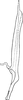 Aedeagus, lateral view on Asialebra aureovirescens (Dworakowska, 1968): Aedeagus, lateral view. (Observation).