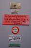 CollectionObject 1527189; 1a1b6f77-d044-4cf4-810e-8a95bc94f526: male, labels (holotype). (CollectionObject).
