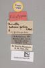 CollectionObject 2051854; 57931dd7-bef8-4d72-82bf-556522127176, NHMUK015982326: labels (paratype). (CollectionObject).