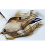 Pygofer, lateral view on Exitianus nanus (Distant, 1908): (Observation).