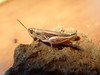 FieldOccurrence 159; a7a4b0a3-7fc7-4183-9673-92276abee947; Tanzania
Lake Chala area eastern slopes Mount Kilimanjaro, 2022/09/16: male, lateral view. (FieldOccurrence).