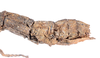CollectionObject 1562344; d87f2d45-234a-4fbc-acf9-4ad71db781c4: copyright ZMUH, Hamburg. female: end of abdomen, lateral view. (CollectionObject).