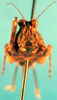 CollectionObject 1500854; 80cdd0ef-6fda-436c-a474-fba59fd56c0d: female, frontal view (paralectotype). (CollectionObject).