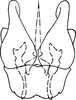 Subgenital plate, ventral view on Dikrella (Dikrella) gilva Ruppel & DeLong, 1953: Subgenital plates. (Observation).