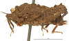 CollectionObject 1476917; f1cca081-22b4-41a3-ba39-9ef42e999443: female, lateral view (syntype). (CollectionObject).