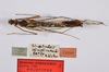 CollectionObject 1562153; d62f7024-ccfe-4f83-b2df-45069f6c7e4c: copyright ZMHB, Berlin. male, dorsal view (holotype). (CollectionObject).