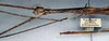 CollectionObject 1561678; NMW 357', 35696a0e-e1f6-49d4-be87-85cd5fa8e043: copyright NMW, Vienna. female: head and thorax, lateral view (holotype). (CollectionObject).