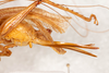 CollectionObject 1531221; 0edfc87f-3b3d-4b02-979d-29eb5f94ad71: female, lateral view (holotype). (CollectionObject).
