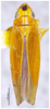 Habitus, dorsal view on Carinata rufipenna Li & Wang, 1992: (Observation).