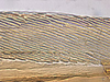 Ovipositor: Magnentius clavatus, 1st valvula dorsal sculpturing (INHS). (Observation).