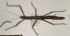 CollectionObject 1560672; e3e29883-1467-4429-bd3a-03a01de2eb54: copyright OUMNH. female (holotype). (CollectionObject).