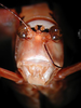 CollectionObject 1500570; a82557b7-9c11-4095-acc8-7a5175aa24cd, DORSA BTmylstiHTF: female frons (holotype). (CollectionObject).