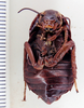 CollectionObject 1587123; ANSP(SF IMPORT DUPLICATE) Type No. 5164, 97a8a5b0-d32e-4e73-8c1e-eaeb661f5fab: Photo taken by Heidi Hopkins. Ventral habitus of Deropeltis gaboonica, ANSP Type No. 5164. (CollectionObject).