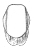 Thaumaspis (Thaumaspis) trigonurus Bolívar, 1900: Fig. 11. female pronotum, dorsal view (length 3.8 mm). (Otu).