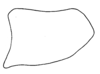 Pygofer, lateral view on Prairiana exactera (DeLong, 1980): Male: pygofer, lateral view. (Observation).