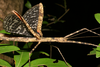 Maculonecroscia shukayi (Bi, Zhang & Lau, 2001): copyright George Ho. female in nature, Hong Kong, 19 June 2009. (Otu).