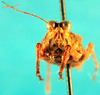 CollectionObject 1580808; d4b3ed8b-c948-4934-b5ce-48eb5a0d42e7: male, frontal view (syntype). (CollectionObject).