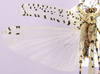 CollectionObject 1496451; 77361112-f2a6-434a-b417-dc6a4a5d682b: male, dorsal view. (CollectionObject).