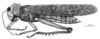 Tropidacris collaris (Stoll, 1813): Fig. 8. male, habitus. (Otu).