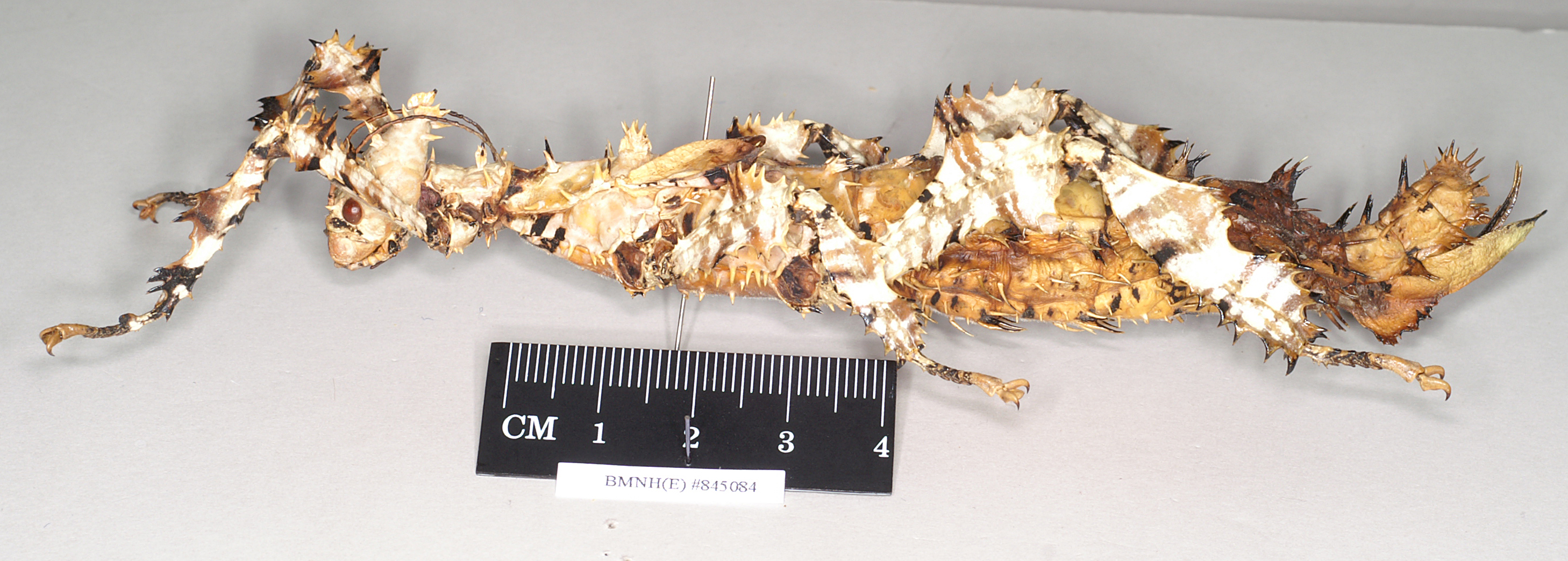 copyright Natural History Museum, London. female of synonym Extatosoma carlbergi, lateral view (holotype). Depicts CollectionObject 1558780; NHMUK(SF IMPORT DUPLICATE) 845084, 66f667ce-93b1-4bb6-b649-ded55be2b1c7, a CollectionObject.