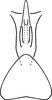 Aedeagus, ventral view on Erythridula sincera (Johnson, 1935): Aedeagus, ventral view. (Observation).