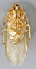 CollectionObject 1569233; 10feeadb-2f32-4d47-9701-91d902038cd9: Photo by Heidi Hopkins. Holotype, adult male, ventral habitus. (CollectionObject).