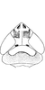 Head: !! display not done !! on Adarrus ellisi Dlabola, 1980: Head, pro-, and mesothorax. (Observation).