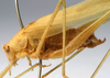 CollectionObject 1567548; a59ced83-9c4f-437f-b15a-2a335d47475c: male, lateral view (paratype). (CollectionObject).