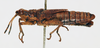 CollectionObject 1540654; d2e4533f-779b-4c16-baab-91ecc2dab29f: male, lateral view (holotype of Chrotogonus bloyeti). (CollectionObject).