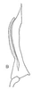 Aedeagus, lateral view: !! display not done !! on Menosoma Ball, 1931: Aedeagus, lateral view. (Observation).